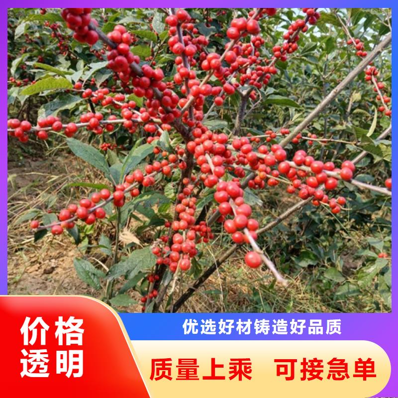 北美冬青-无花果苗产品参数