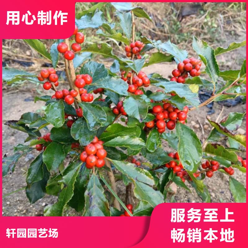 北美冬青苹果苗厂家大量现货