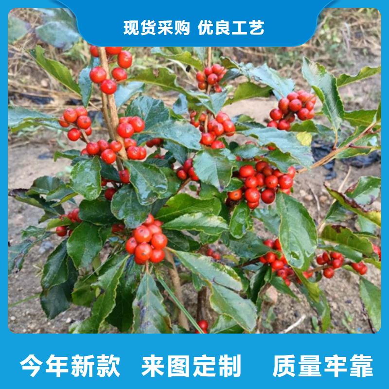 【北美冬青蓝莓苗厂家十分靠谱】