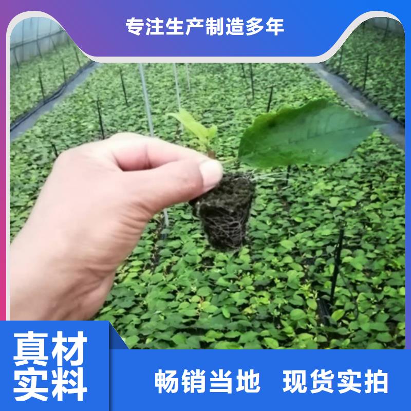 北美冬青苗现货供应