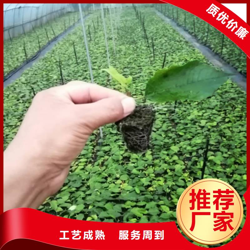 北美冬青【石榴树】热销产品