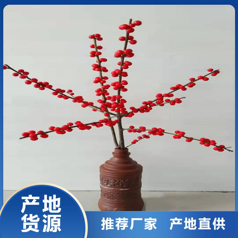 北美冬青苹果苗货源直供