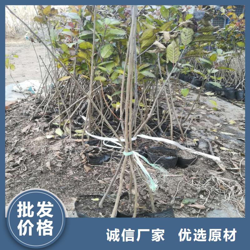 北美冬青【石榴树】热销产品
