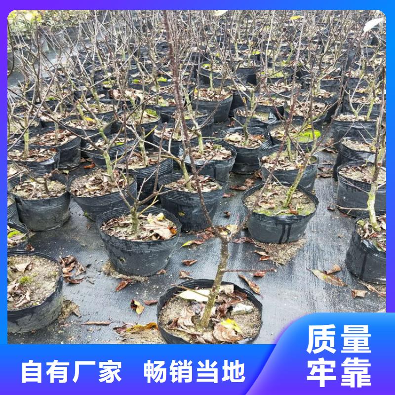 北美冬青苹果苗诚信为本