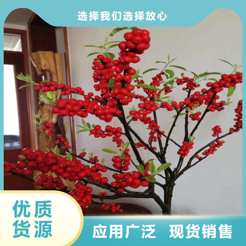 【北美冬青】,苹果苗为您精心挑选