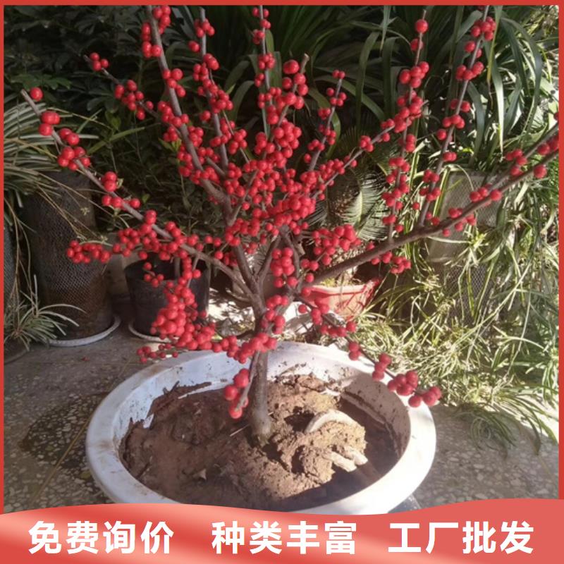 北美冬青苹果苗货源直供