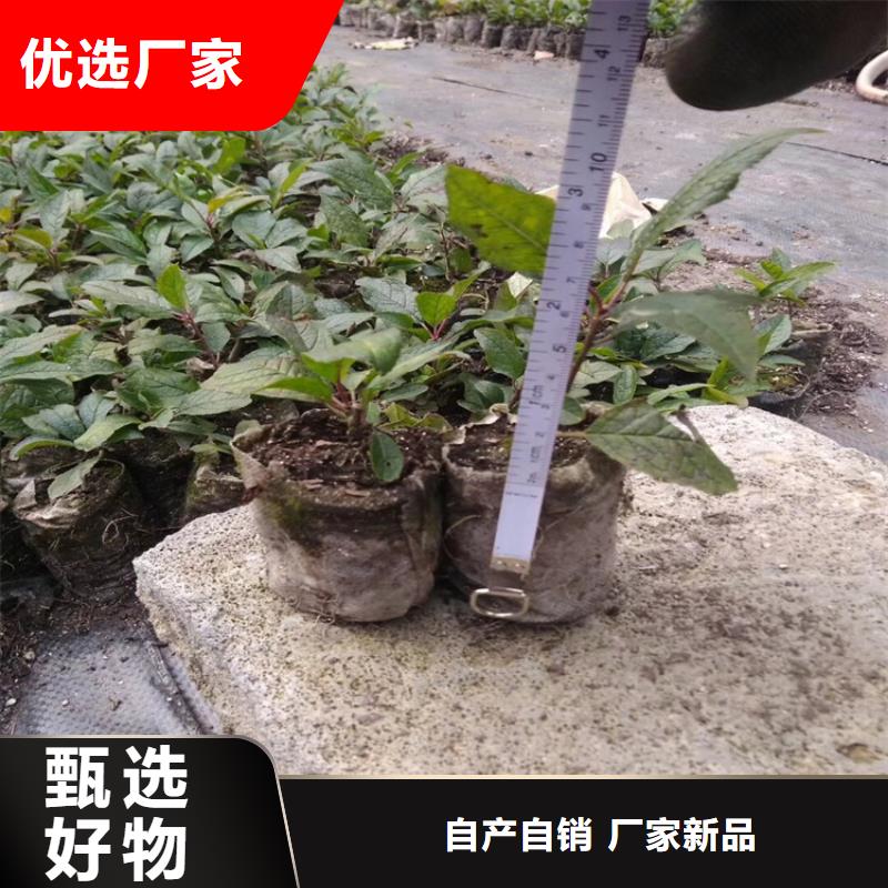 【北美冬青蓝莓苗厂家十分靠谱】