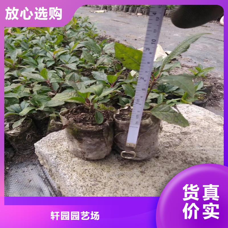 北美冬青苹果苗随心所欲定制