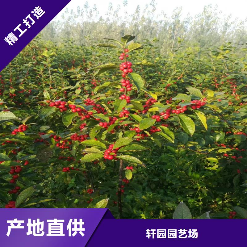 【北美冬青苹果苗生产厂家】
