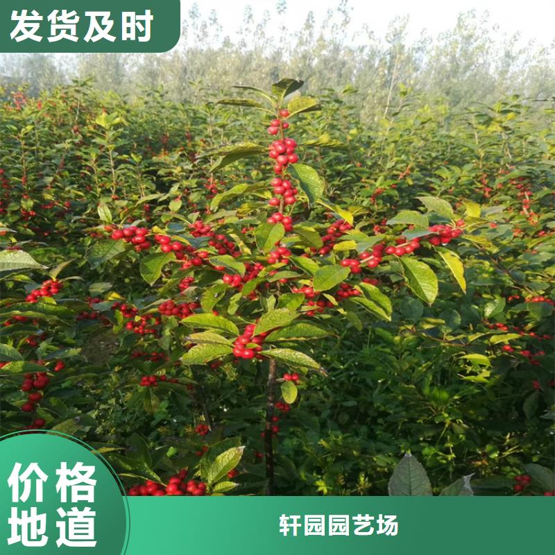 【北美冬青】,苹果苗厂家经验丰富