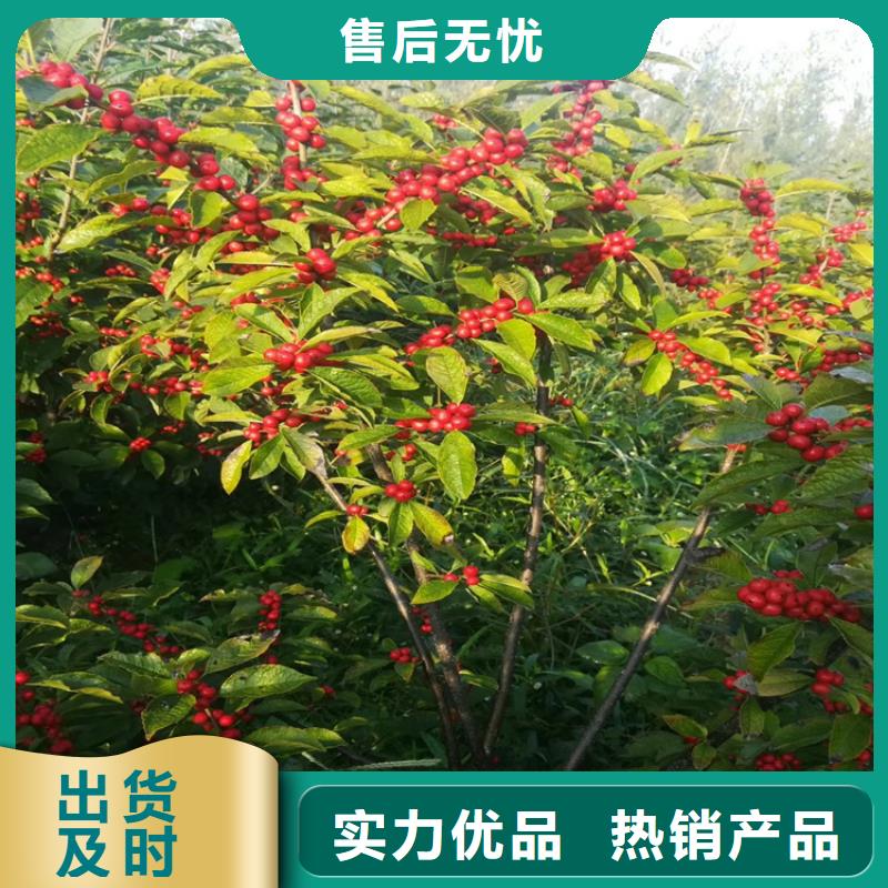 北美冬青,板栗苗懂您所需