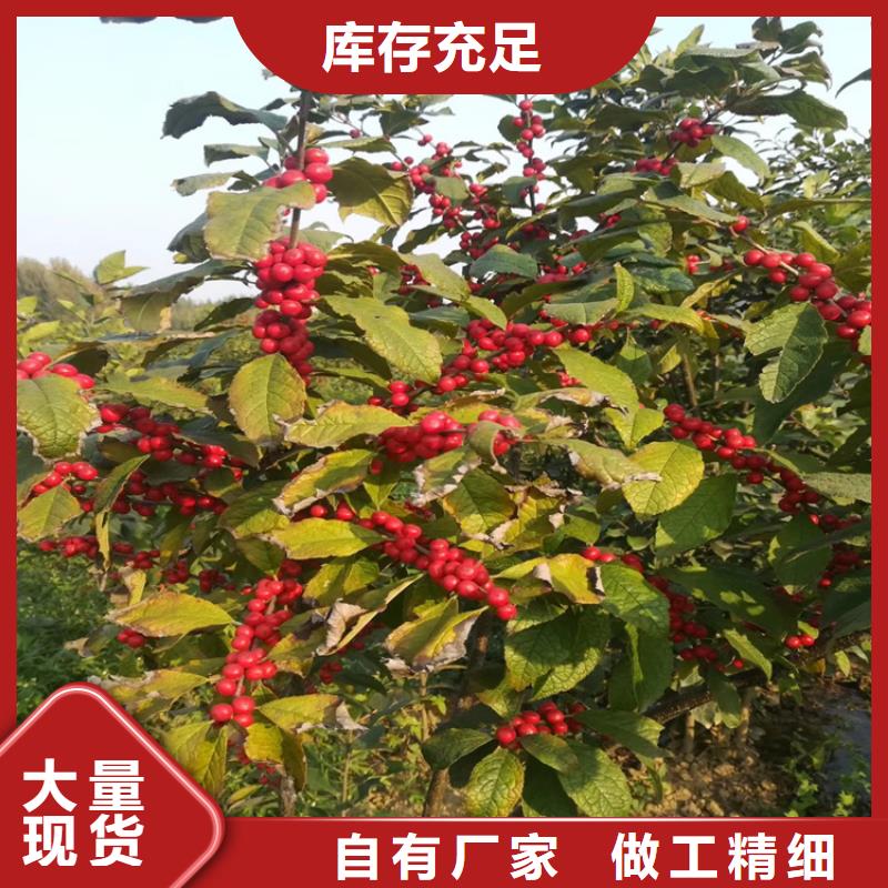 【北美冬青】,苹果苗为您精心挑选