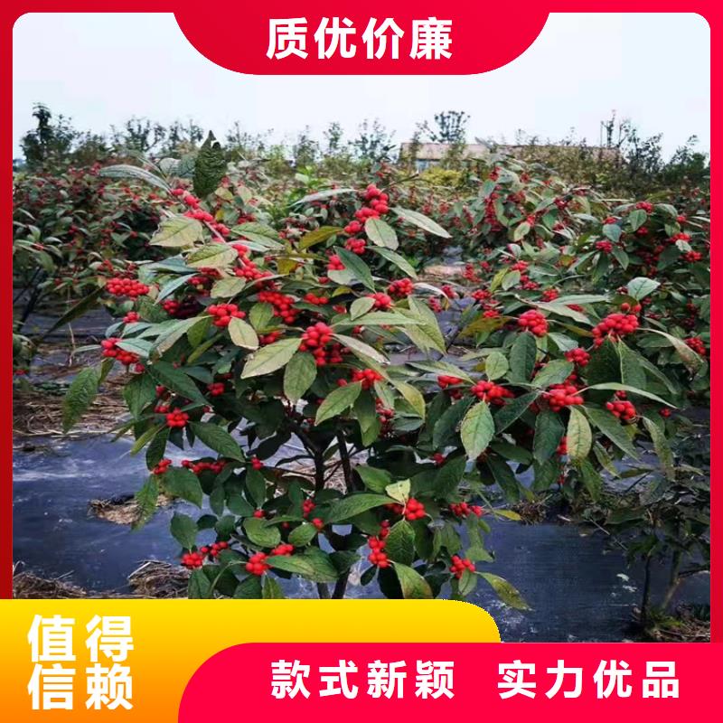 北美冬青苹果苗随心所欲定制