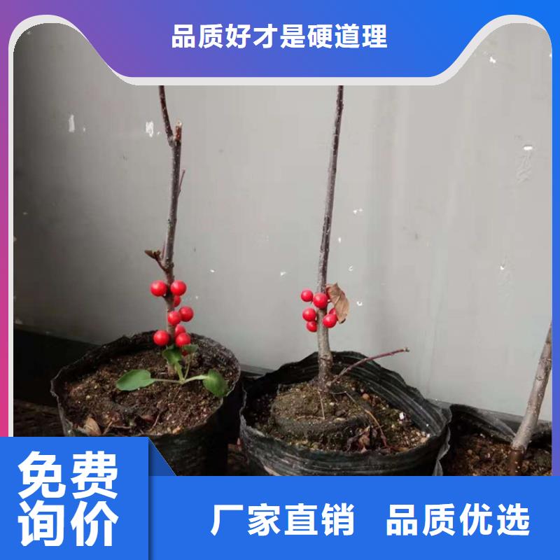 北美冬青苹果苗货源直供