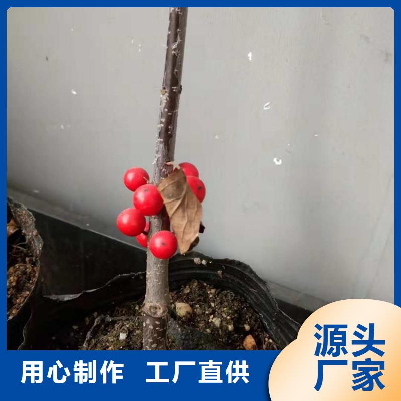 北美冬青苹果苗诚信为本