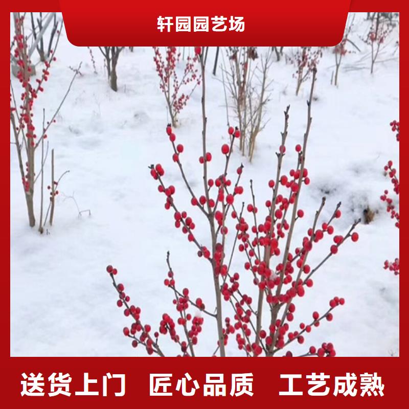 北美冬青苗现货供应