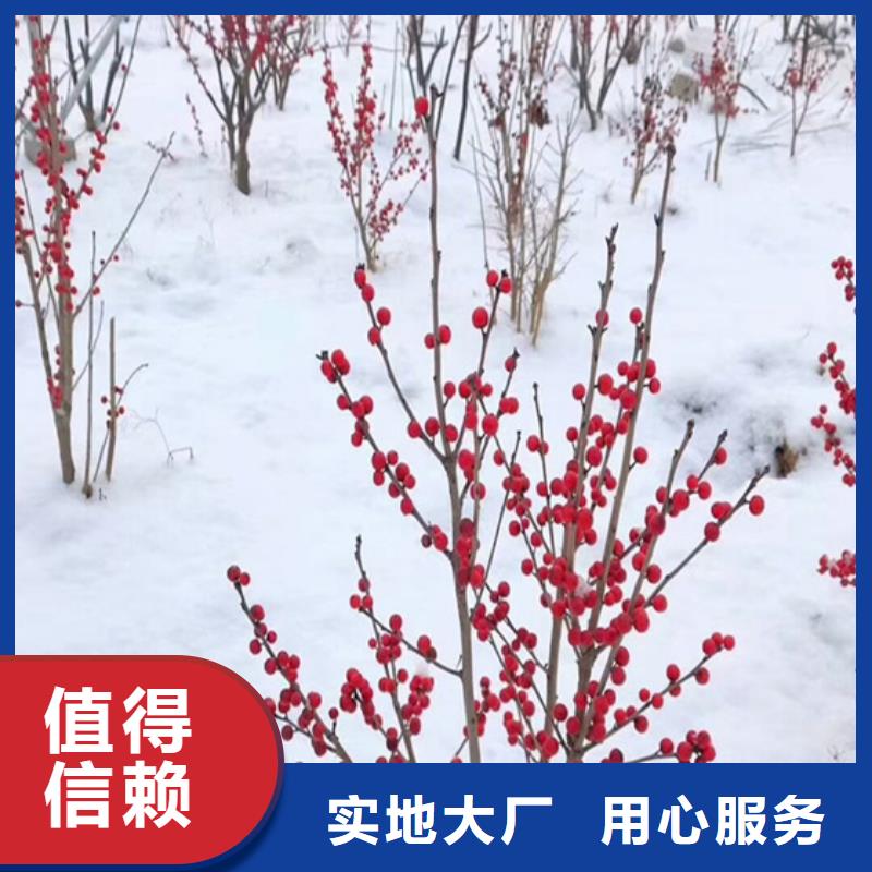 北美冬青【石榴树】热销产品