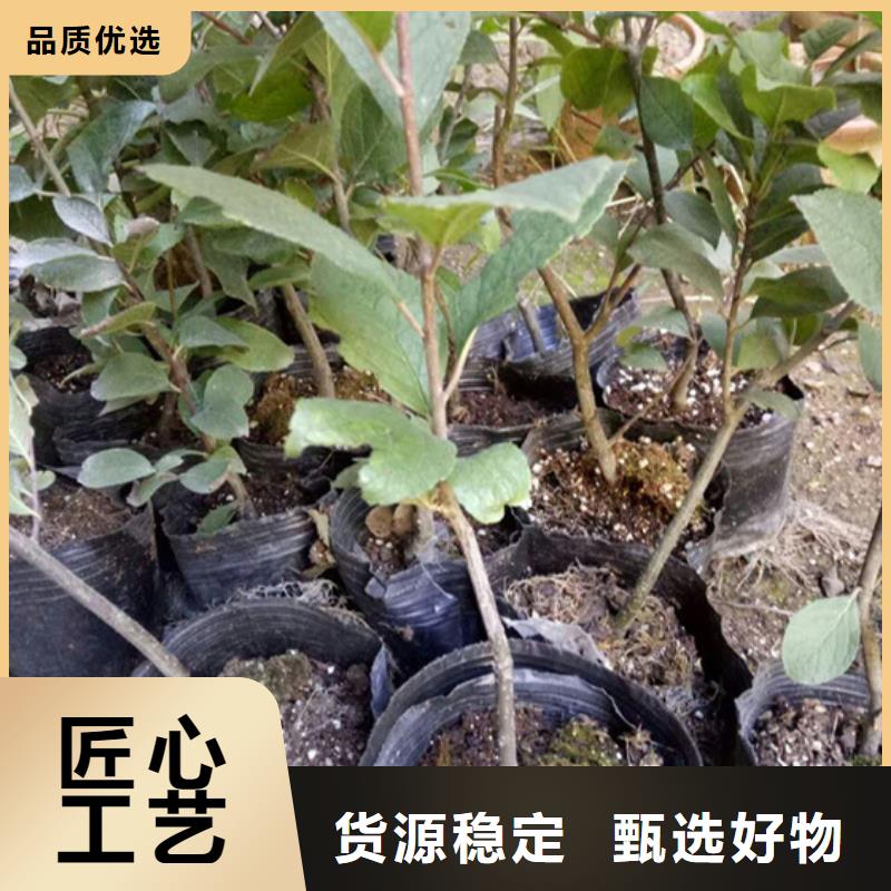 北美冬青苗现货供应