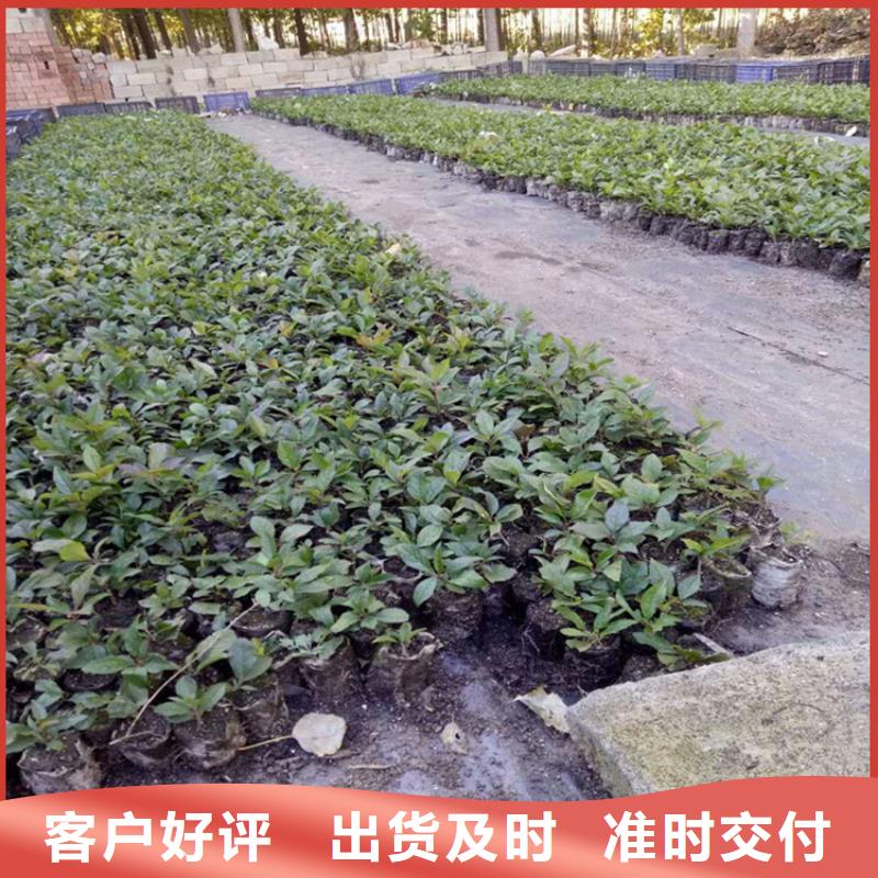 北美冬青,板栗苗懂您所需
