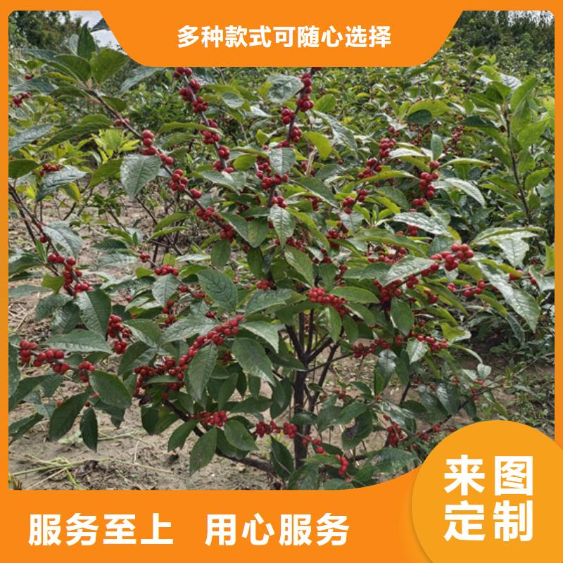 【北美冬青】,苹果苗为您精心挑选