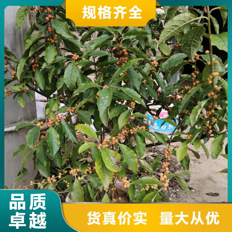 北美冬青樱桃苗随到随提