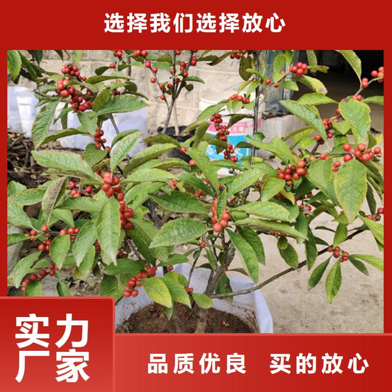 北美冬青-无花果苗产品参数