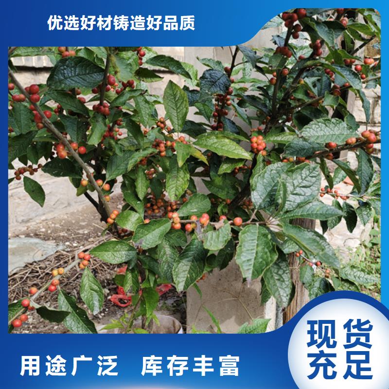 【北美冬青苹果苗生产厂家】