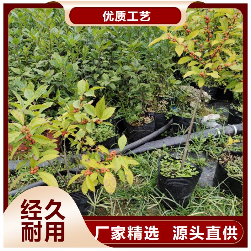 【北美冬青蓝莓苗厂家十分靠谱】