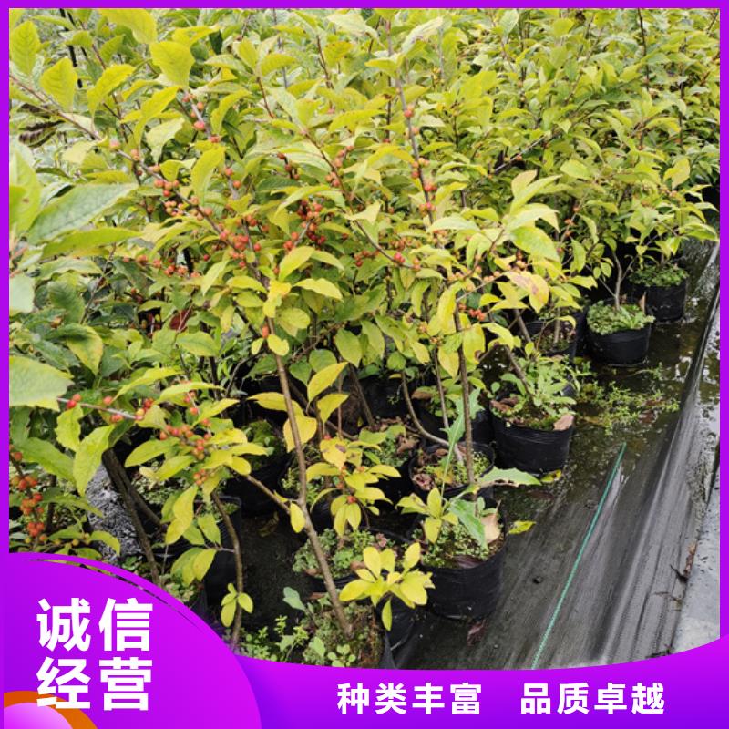 【北美冬青】,苹果苗厂家经验丰富