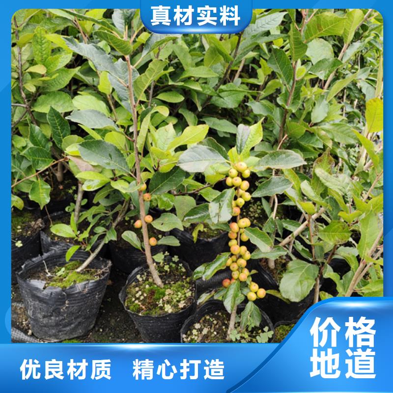 北美冬青苹果苗厂家大量现货