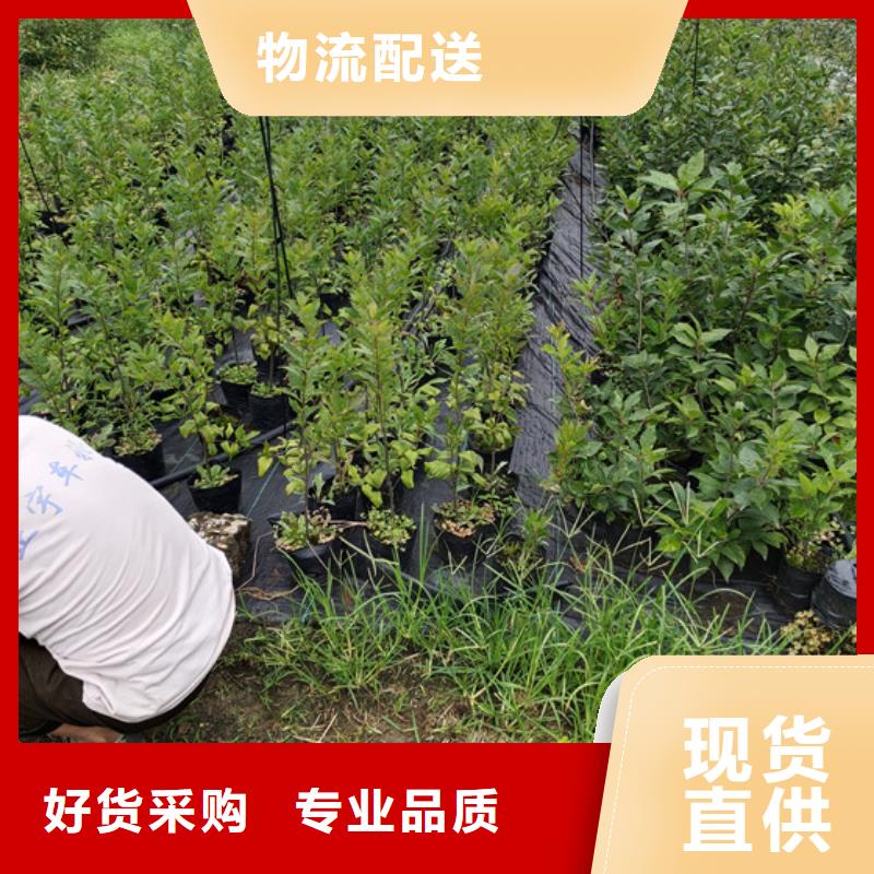 北美冬青,板栗苗懂您所需
