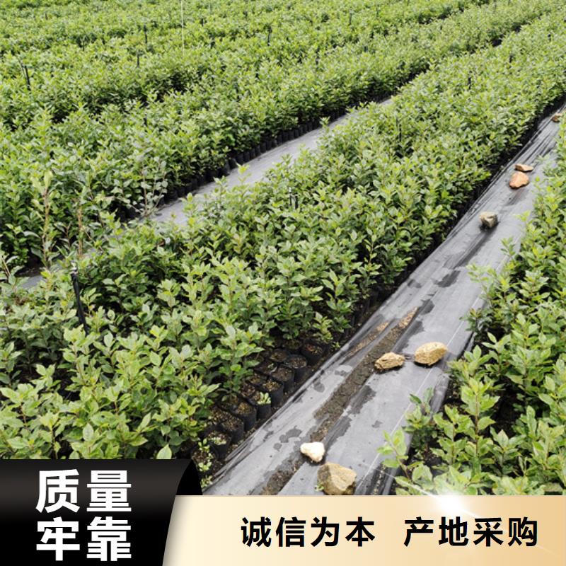 【北美冬青苹果苗生产厂家】