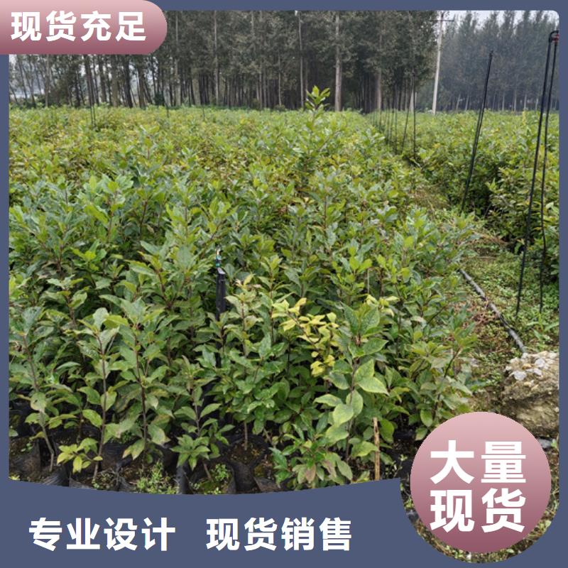 北美冬青苹果苗随心所欲定制