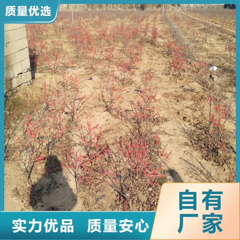 【北美冬青】,苹果苗为您精心挑选