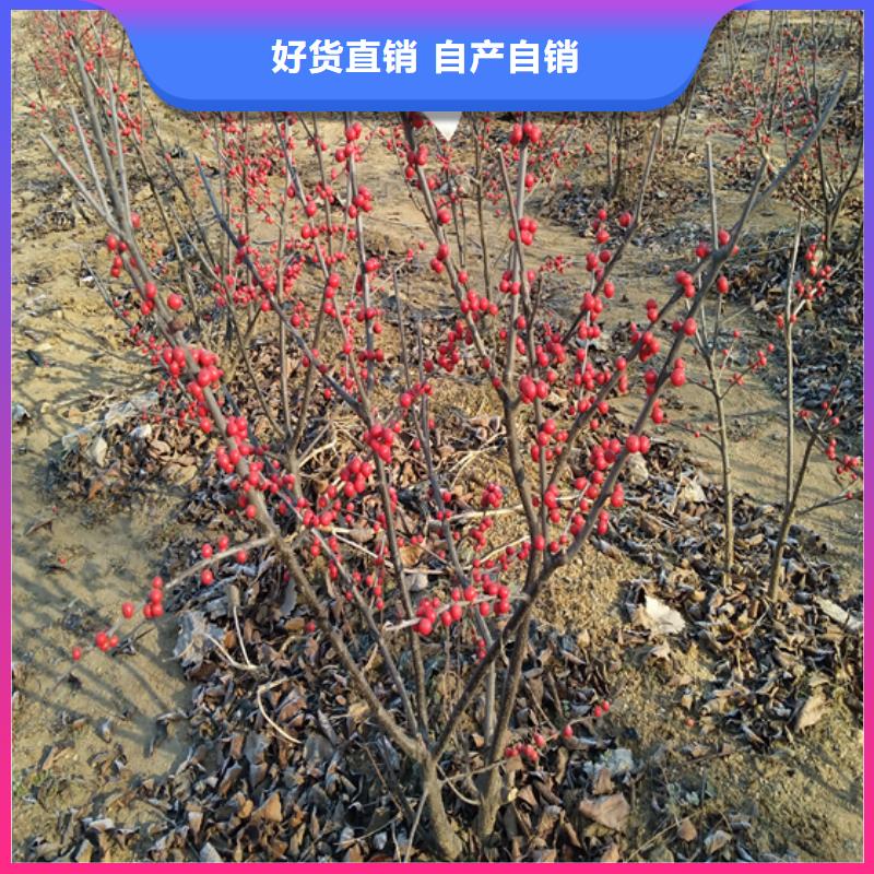 【北美冬青苹果苗生产厂家】