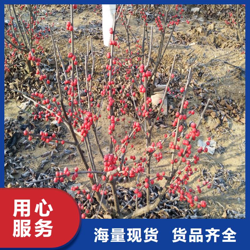 【北美冬青蓝莓苗厂家十分靠谱】