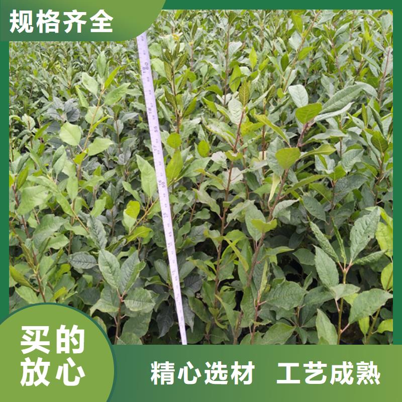 北美冬青苹果苗货源直供
