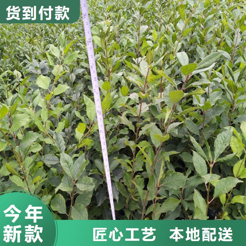 【北美冬青蓝莓苗厂家十分靠谱】