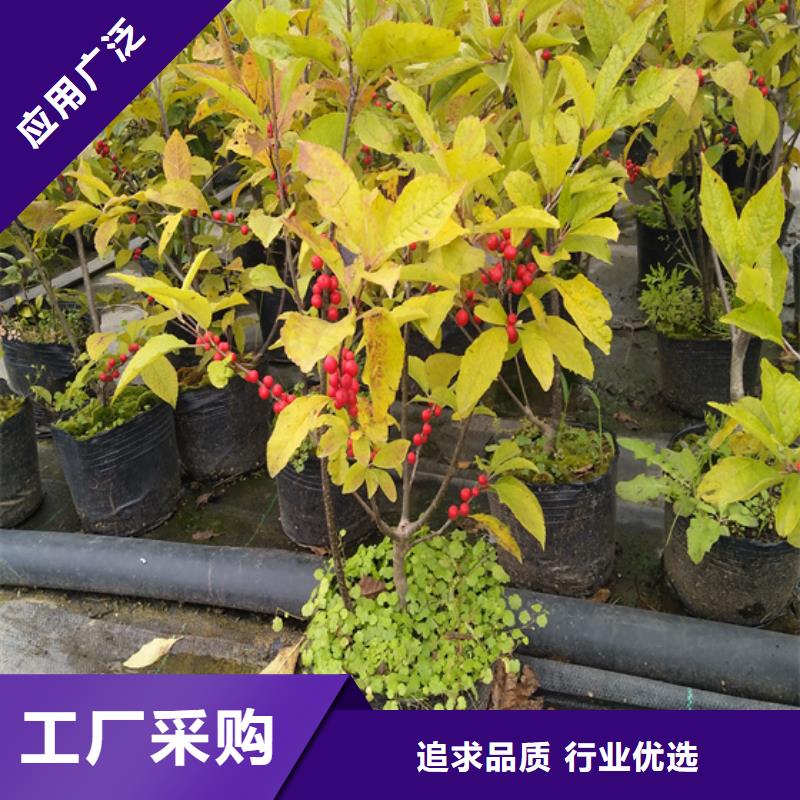 【北美冬青蓝莓苗厂家十分靠谱】