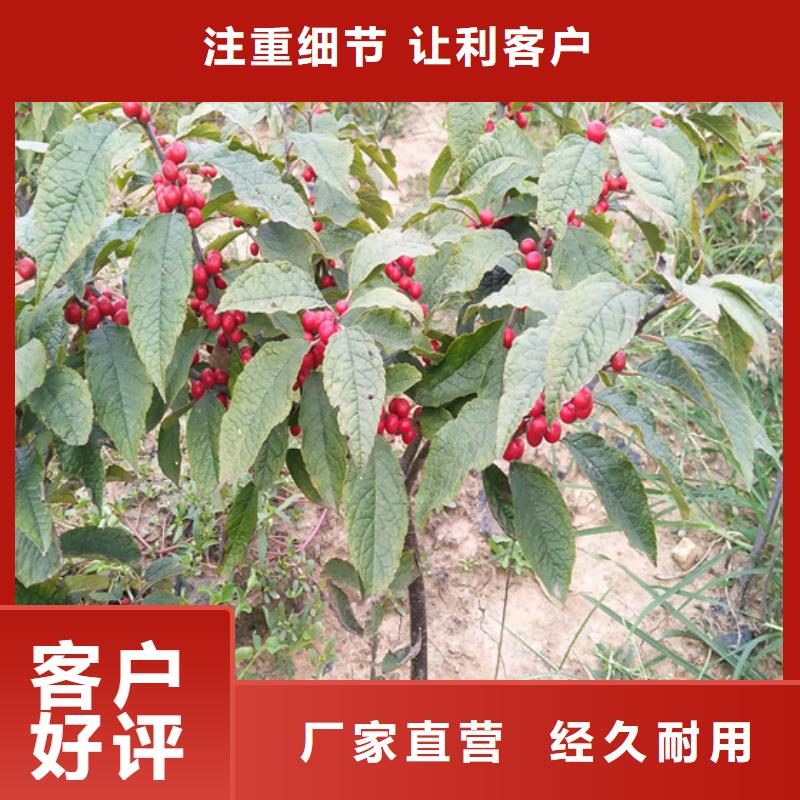 北美冬青-无花果苗产品参数