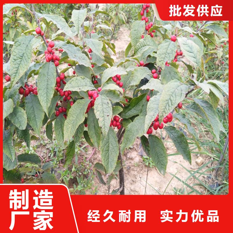 北美冬青苗现货供应