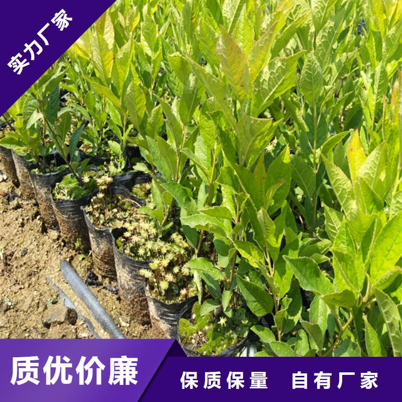 北美冬青苹果苗诚信为本