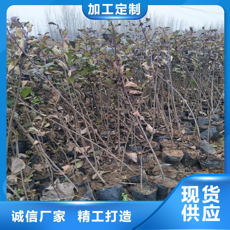 北美冬青苹果苗随心所欲定制