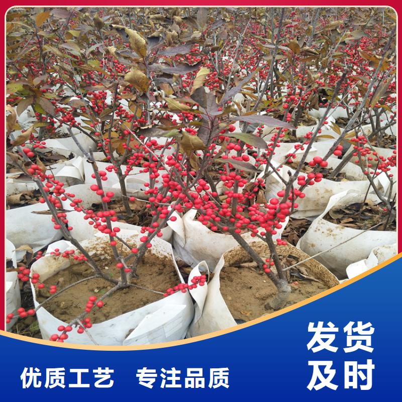 北美冬青苹果苗货源直供