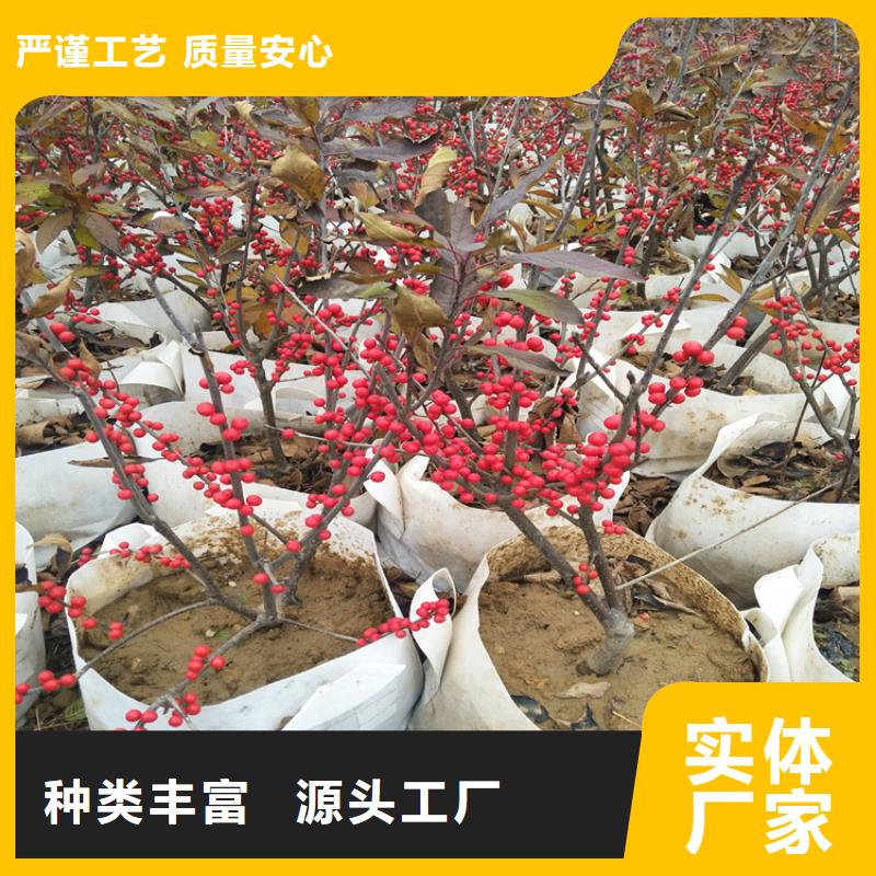 北美冬青樱桃苗随到随提