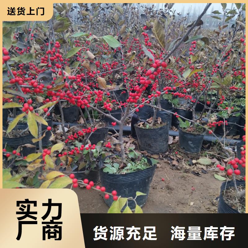【北美冬青】,苹果苗厂家经验丰富