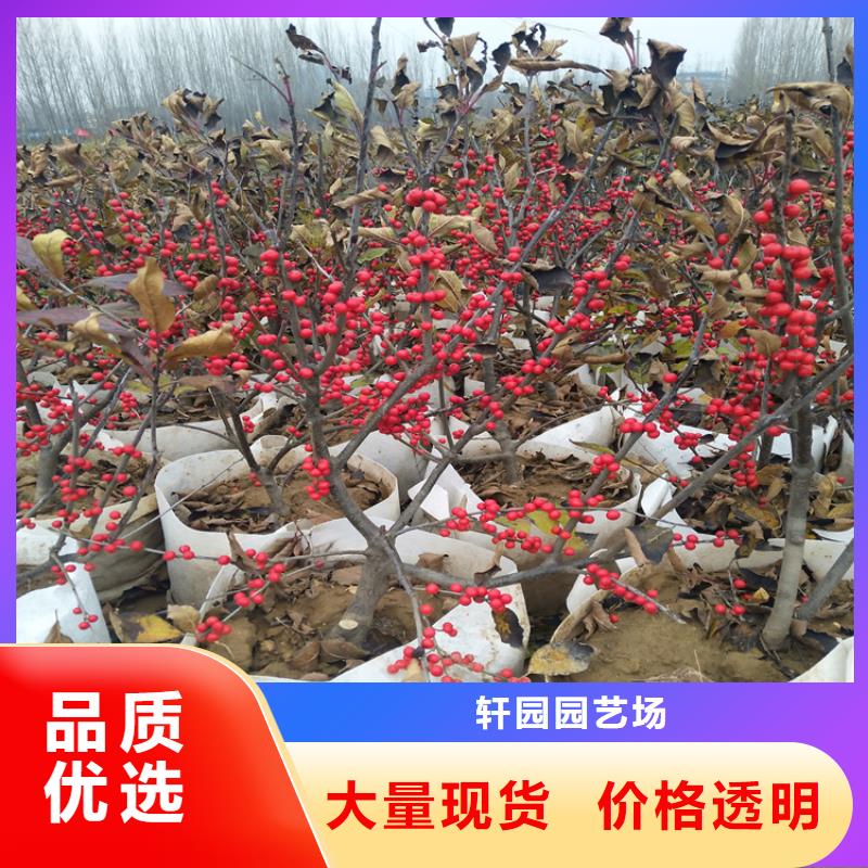 北美冬青苹果苗诚信为本