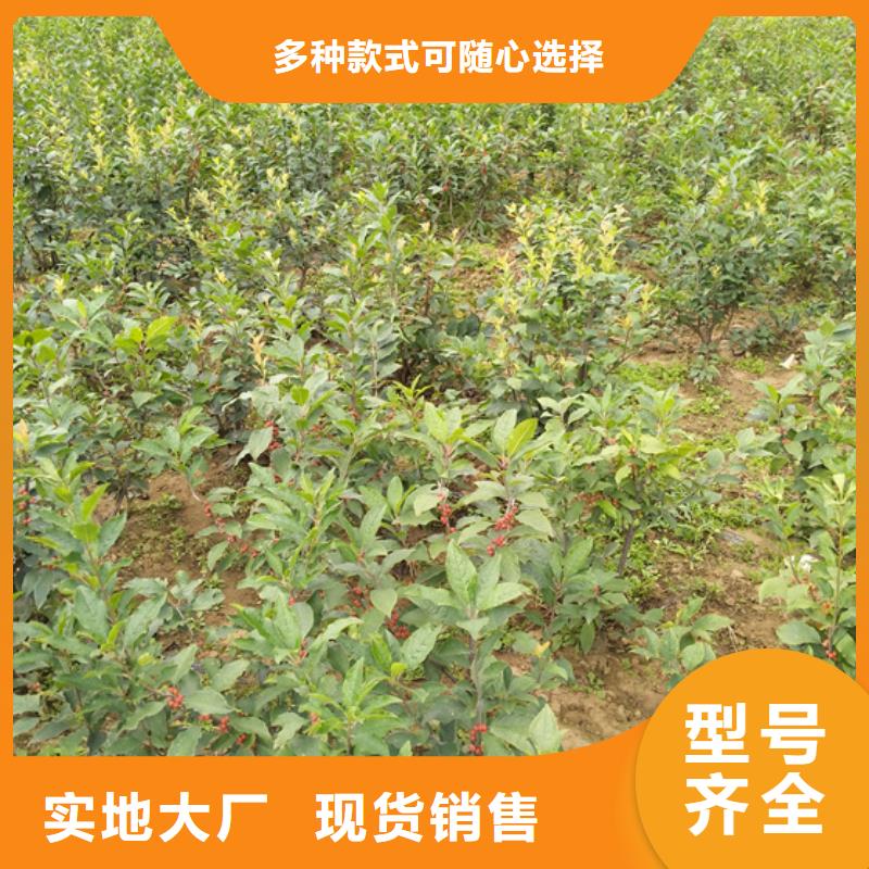 北美冬青樱桃苗随到随提