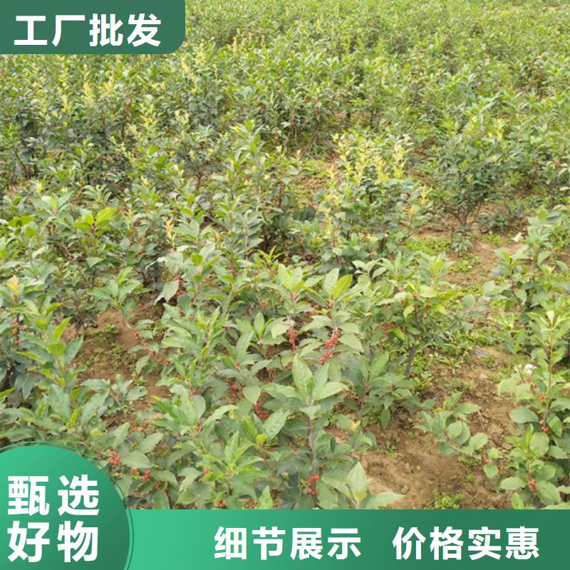 北美冬青-无花果苗服务至上