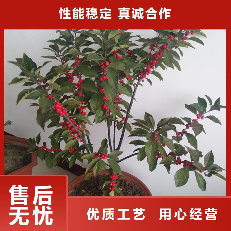 北美冬青苹果苗货源直供